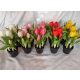 Élethű cserepes tulipán (db ár)