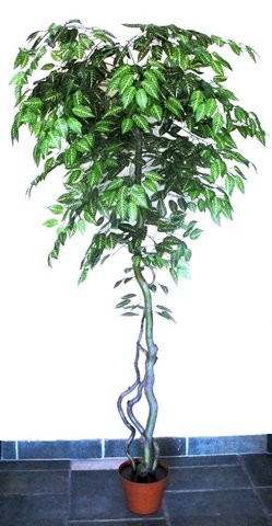 Csíkos Fikusz fa műnövény 180 cm