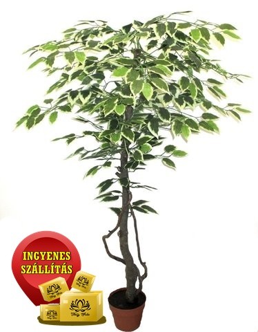 Tarka Fikusz fa műnövény 120 cm