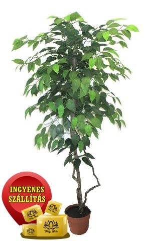 Zöld fikusz fa műnövény 120 cm
