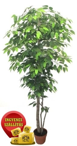 Zöld fikusz fa műnövény 180 cm